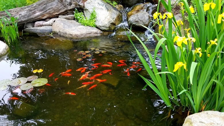 koi fish surfacing in backyard pond