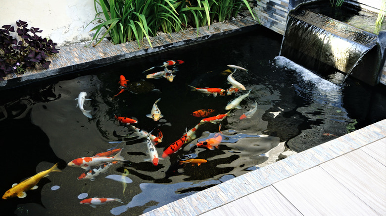 koi fish swimming in pond