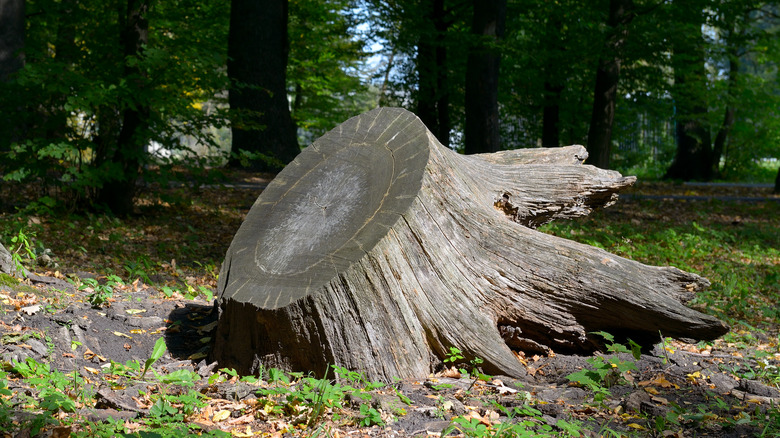 tree stump