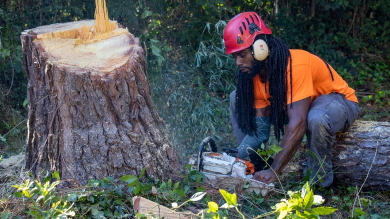 person cutting tree stump