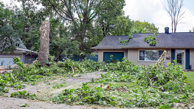 tree debris cleanup