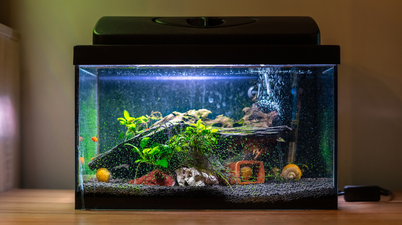 How Much Does It Cost To Set Up A Saltwater Fish Tank 