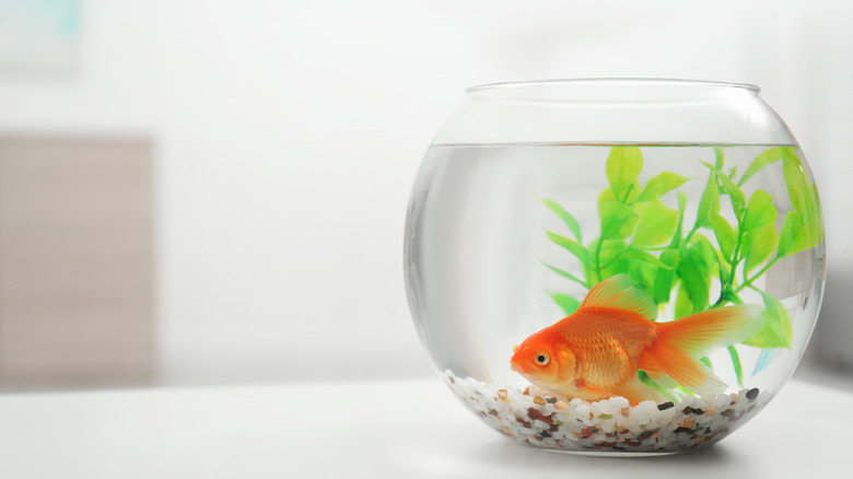 Fish Bowl Plastic L M S Sizes Desktop Aquarium Tanks Round, 48% OFF