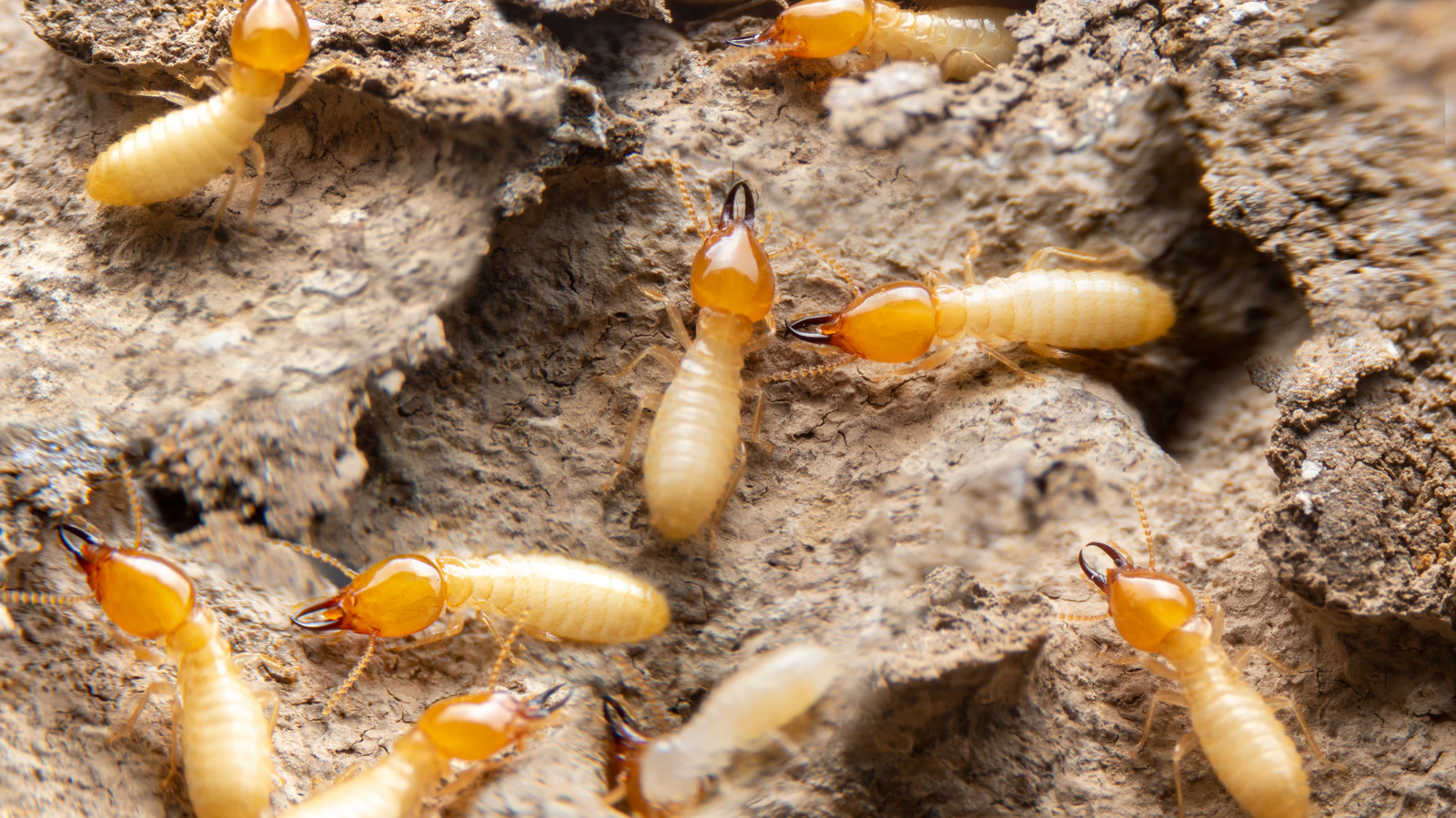 How Much Should Termite Protection Cost