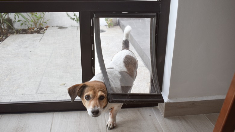 dog door in a home