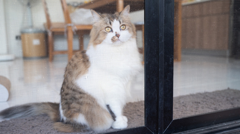 cat looking through screen door