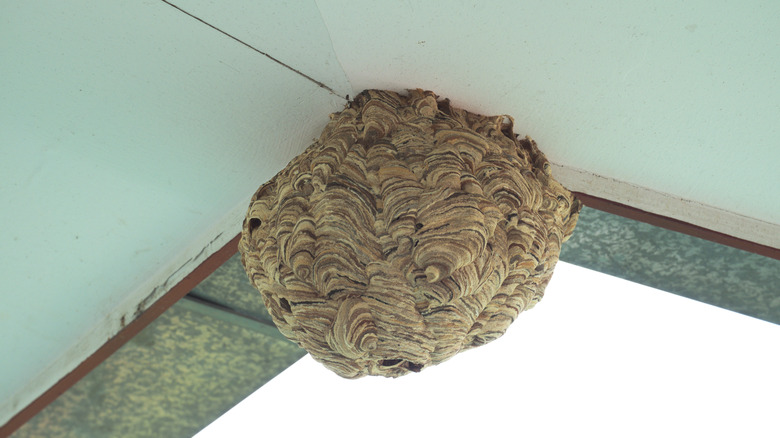 hornet's nest under eave