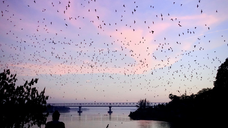 Bats flying at dusk