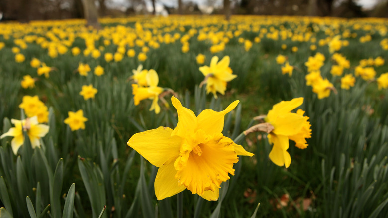 large patch of daffodils