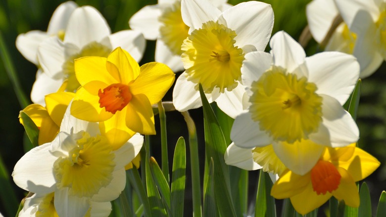 mixed daffodils
