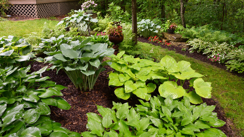 mature hostas garden