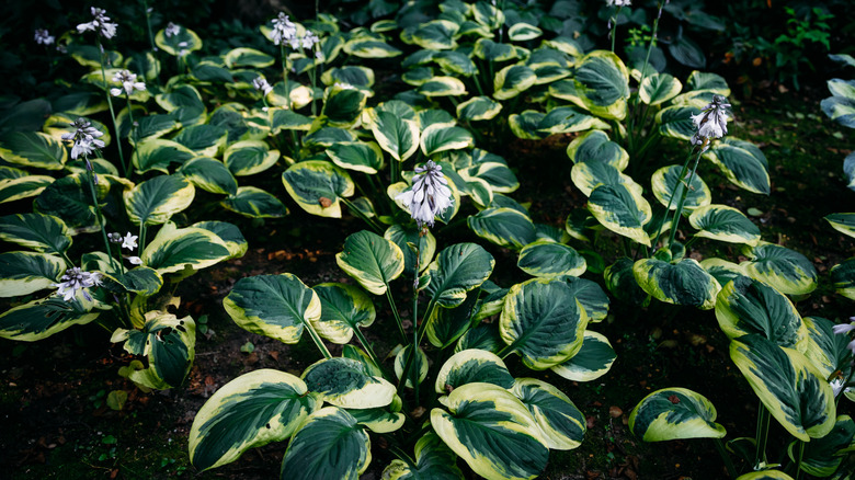 ground cover hostas