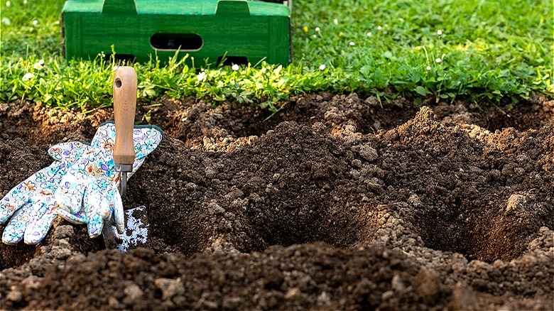 Holes in ground before planting