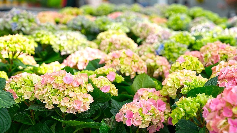 Tops of hydrangea plants