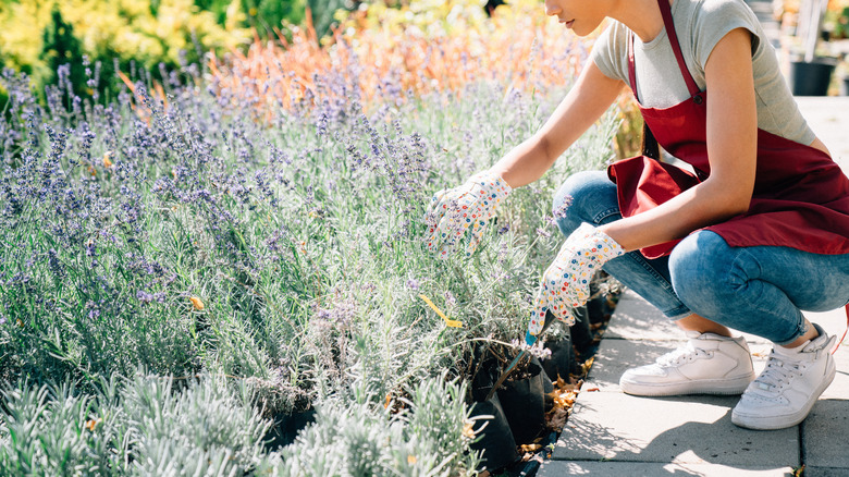 Woman checking potted lavender