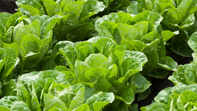 Rows of lettuce in garden