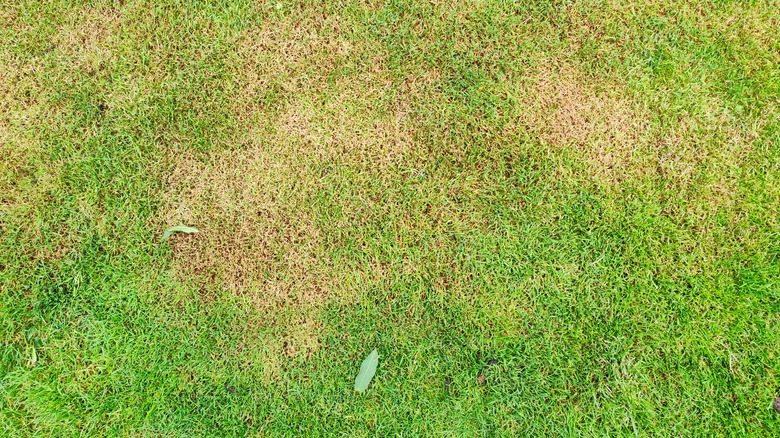 Lawn with brown patches