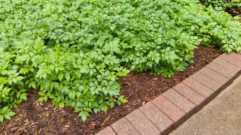 Soldier course brick paver garden bed edging