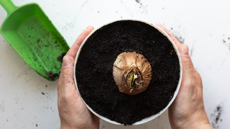 amaryllis bulb in soil in pot