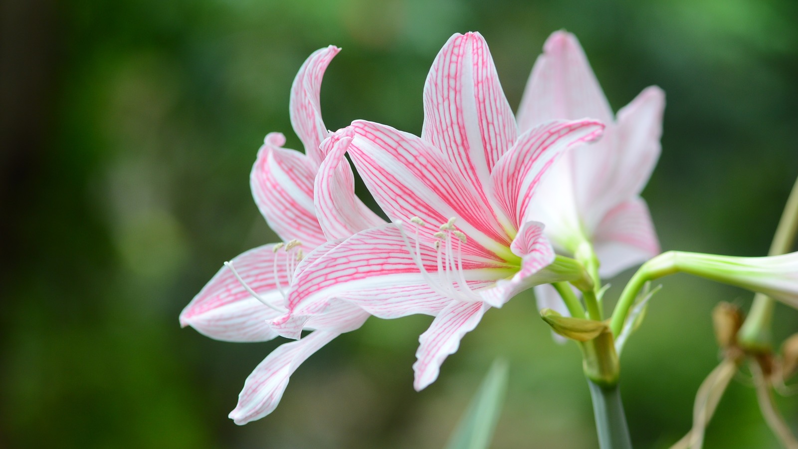 How Naked Lady Flower Bulbs Got Their Spicy Nickname (And Where To Plant  Them)