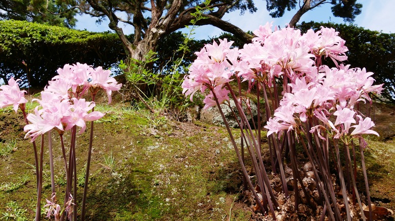 naked lady flowers in ground