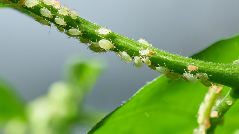 Aphids on plant stems