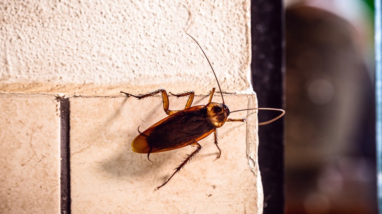 Cockroach crawling on wall