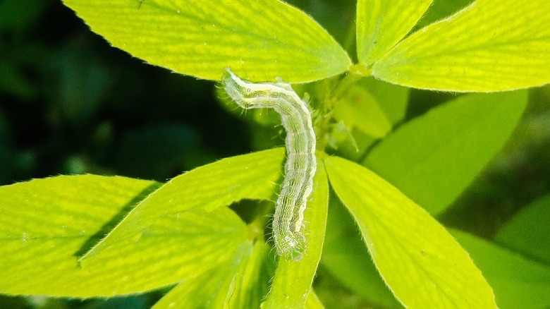  Corn earworm on a plant