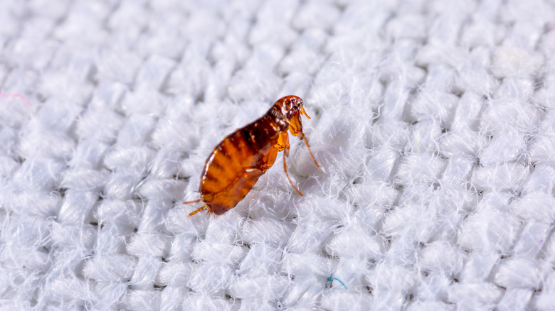 flea on white carpet