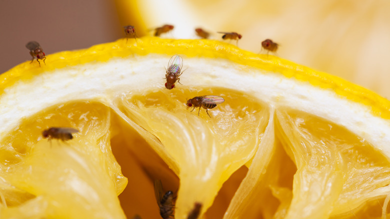 Fruit flies on orange slice