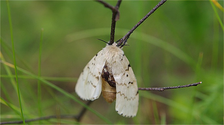 Gypsy moth on a twig