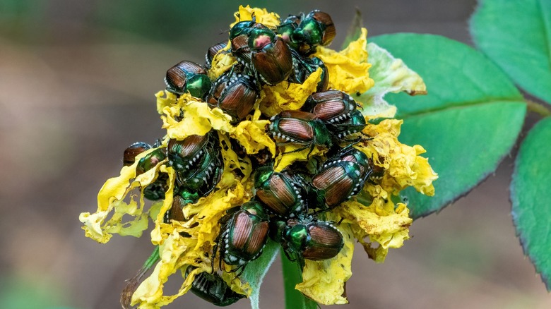 Japanese beetles on yellow flower