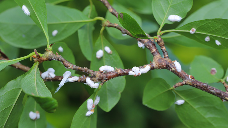 Mealybugs on plant stem and leaves