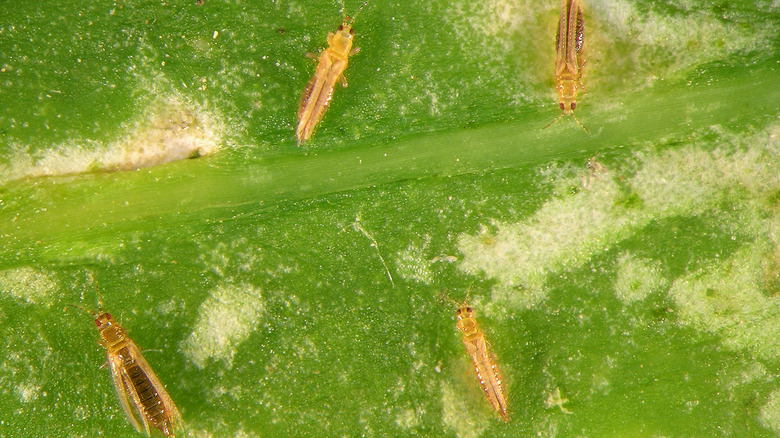 Thrips on a leaf