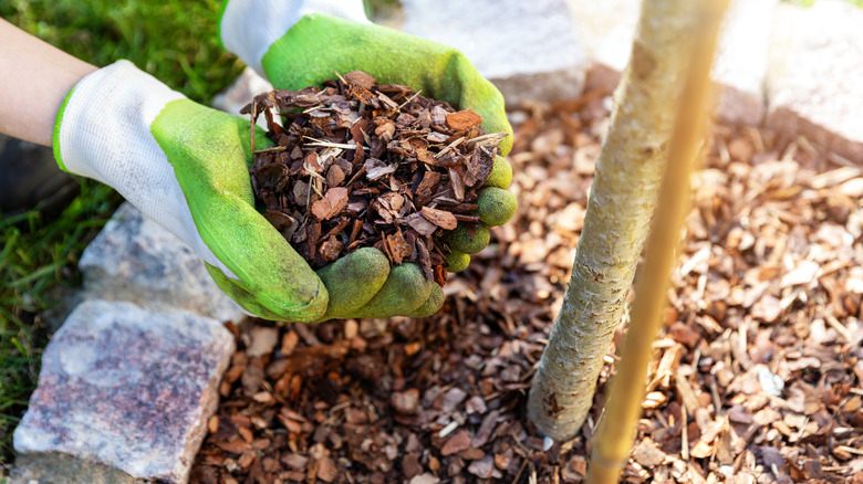 person holding mulch by tree