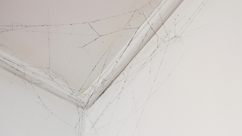 Cobweb in corner of room