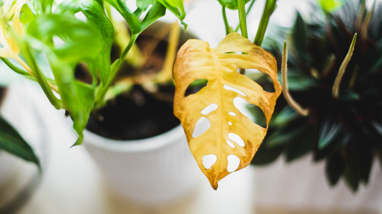 yellow, overwatered monstera leaf