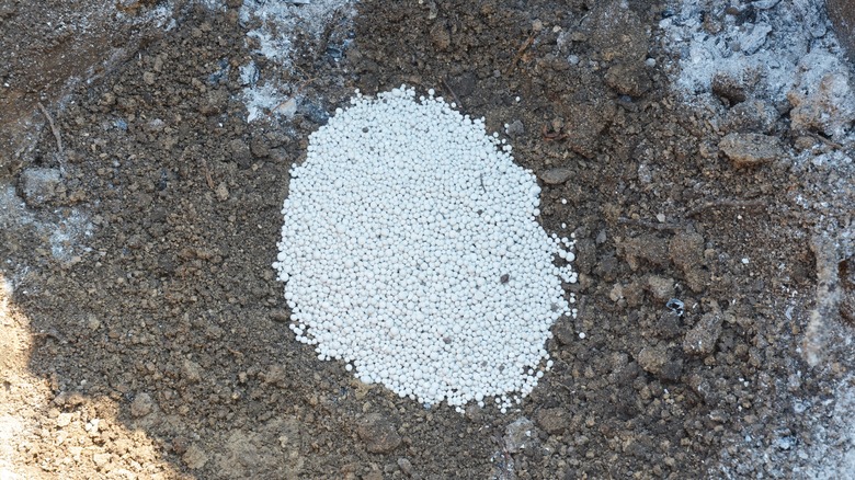 fertilizer in plant hole