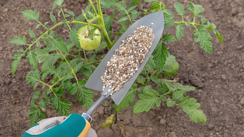 person adding fertilizer to tomatoes