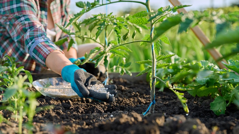 person fertilizing tomatoes