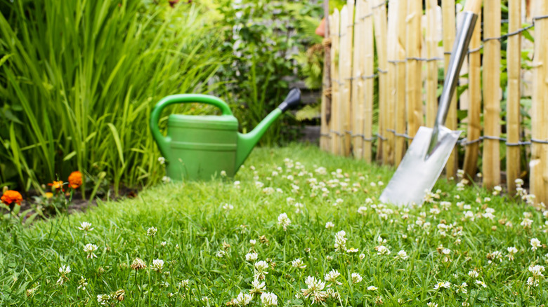 A watering can and shovel sit atop a clover lawn