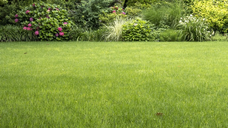 A ground-level view of a beautiful manicured lawn with perimeter landscaping