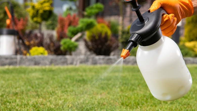 A person using a sprayer to apply diluted neem oil to a lawn