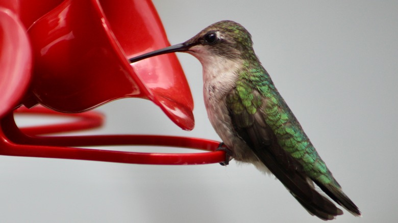 Close-up of hummingbird drinking from feeder