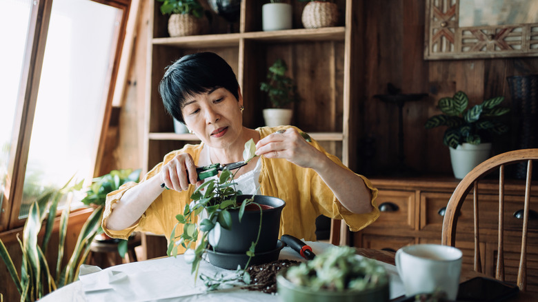 Woman taking care of houseplants