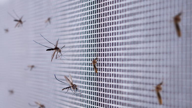 Mosquitos caught on window screen