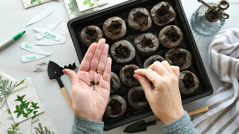 planting seeds in peat pellets