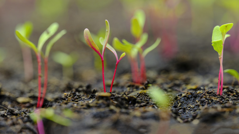 seedlings in a garden