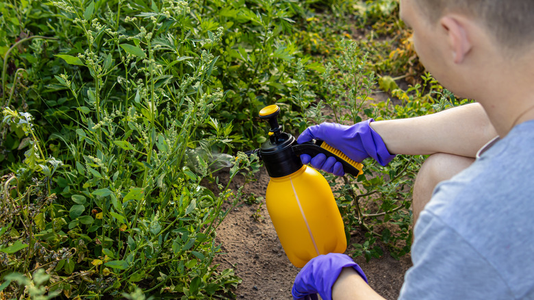 A person on a country plot spraying weeds with a hand-held sprayer