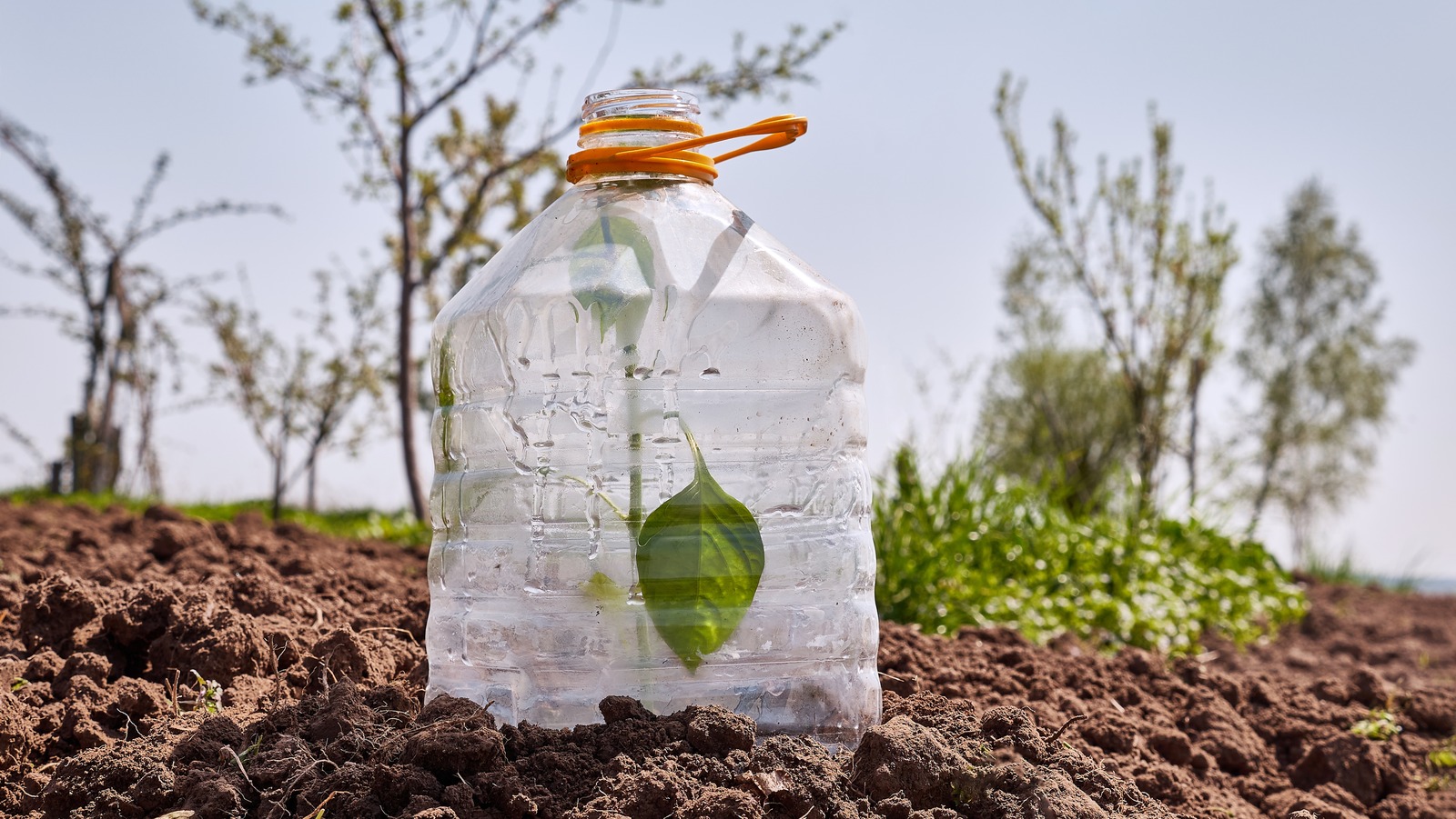 How Plastic Bottles Can Be Used To Protect Young Plants In Your Garden